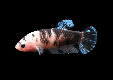 Koi HMPK Female Betta | 5289