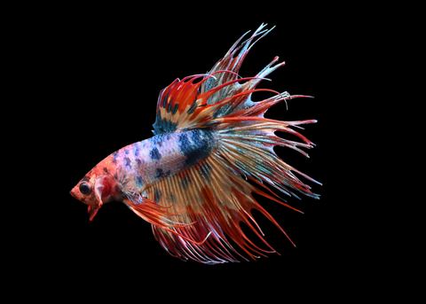 Candy Crowntail Male Betta | 5264