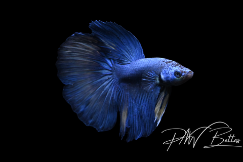 Mustard Delta Male Betta | 5132
