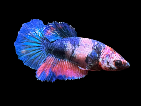 Marble Halfmoon Female Betta | F2322