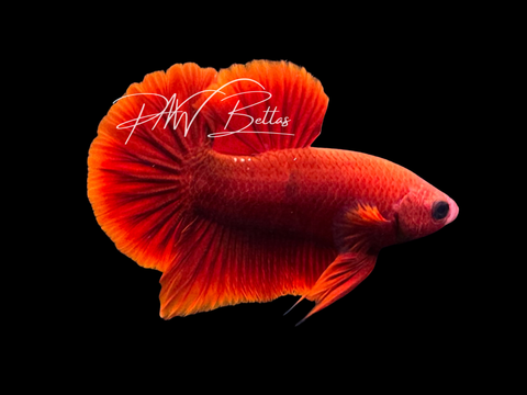 Red HMPK Male Betta | M3011