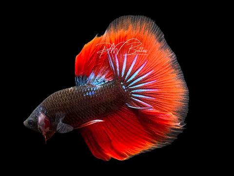 Blacklight Halfmoon Male Betta | M2301