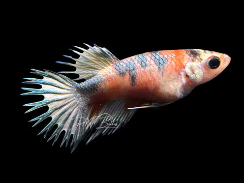 Marble Crowntail Female Betta | F1468