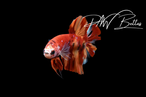Nemo HMPK Male Betta | 51612
