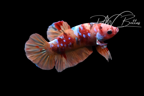Nemo Galaxy HMPK Male Betta | M5119