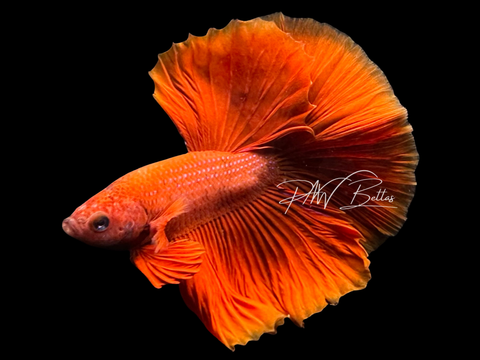 Red Halfmoon Male Betta | M3056