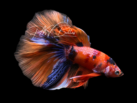 Koi Halfmoon Male LM5