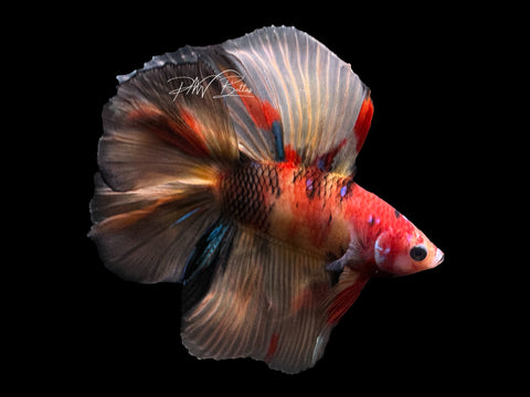 Nemo DTHM Male Betta | M2406
