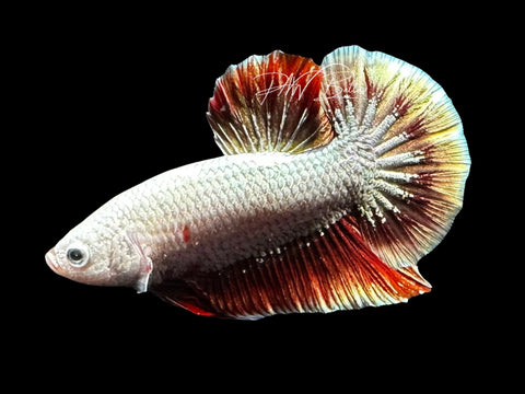 Red Dragon HMPK Male Betta | M2784