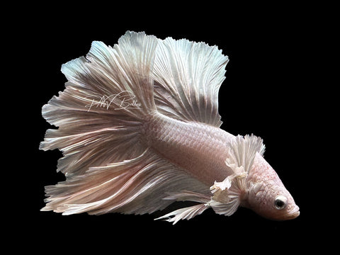 Dumbo Platinum HM Male Betta | M2659