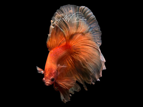 Super Orange Halfmoon Male Betta | M3090