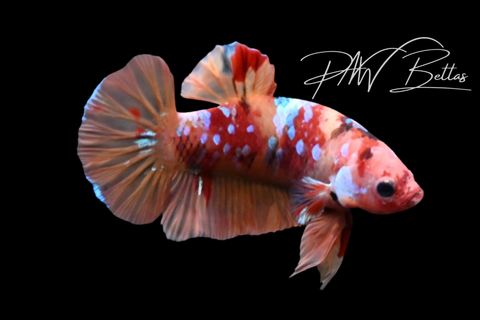 Nemo Galaxy HMPK Male Betta | M5119