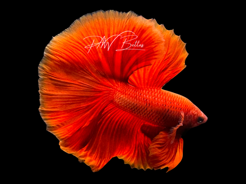 Red Halfmoon Male Betta | M3056