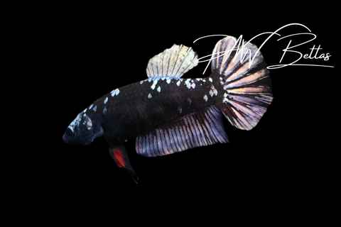 Copper Avatar HMPK Female Betta | 5163