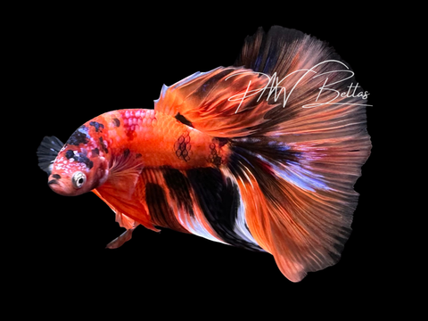 Koi Halfmoon Male LM5