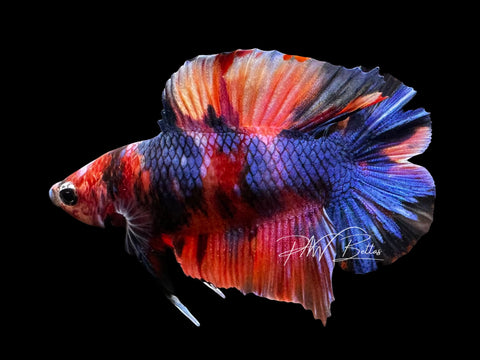 Koi DTPK Male Betta | M2861