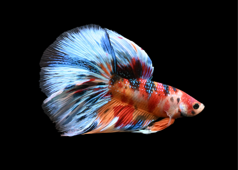 Fancy Koi Halfmoon Male Betta | 5215