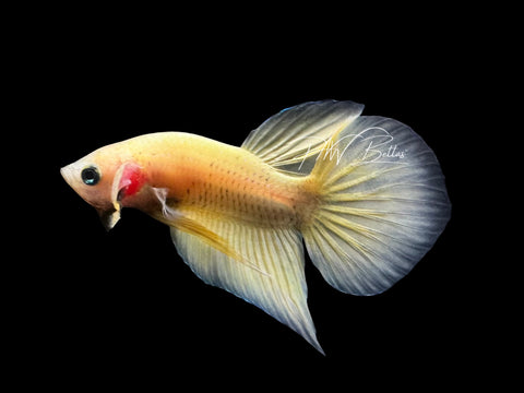 Yellow Hybrid Plakat Male Betta | M2822