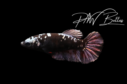 Copper Avatar HMPK Female Betta | 5163