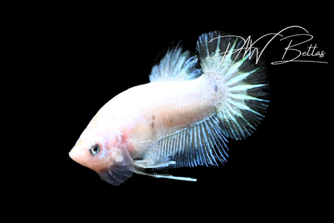 Copper Rim HMPK Male Betta | M5120