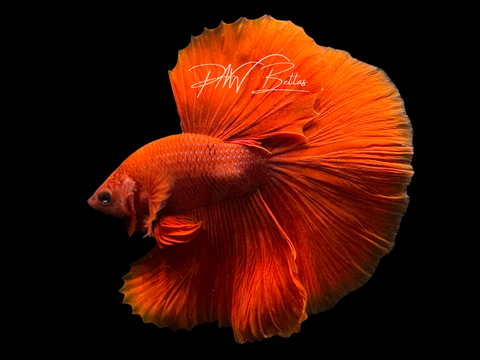 Red Halfmoon Male Betta | M3056