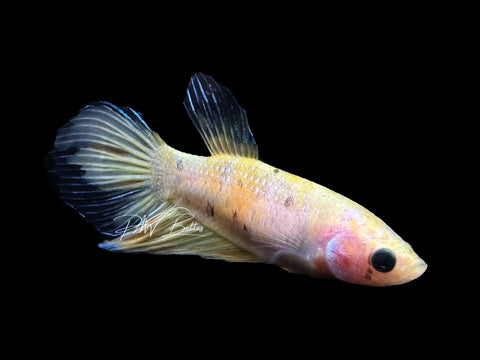Yellow Koi Veiltail Female Betta | F2312