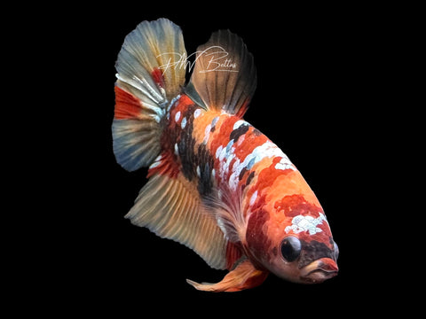 Nemo Copper Galaxy HMPK Male Betta | M3105