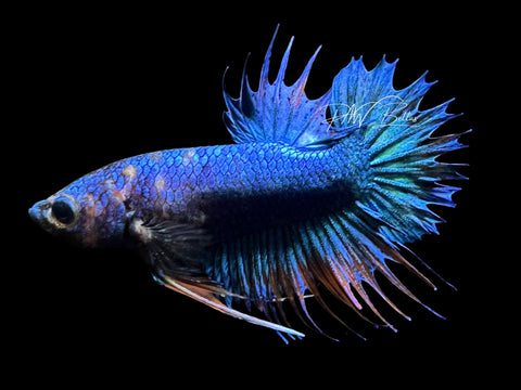 Blue Marble CTPK Male Betta | M3102