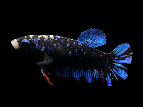 Avatar HMPK Female Betta | F1676