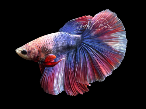 Grizzle Super Delta Male Betta | M3055