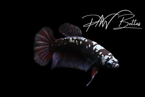 Copper Avatar HMPK Female Betta | 5163