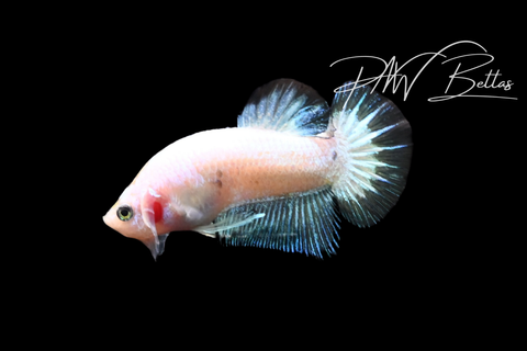 Copper Rim HMPK Male Betta | M5120