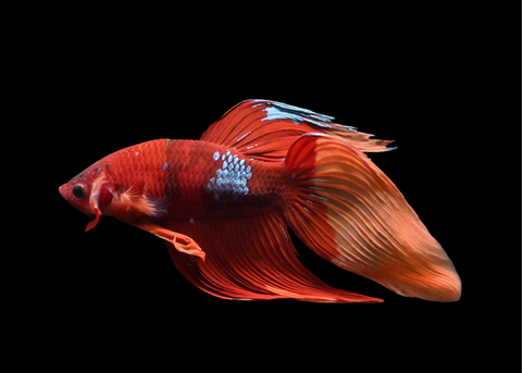 Nemo Veiltail Male Betta | 5210