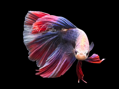 Grizzle Super Delta Male Betta | M3055