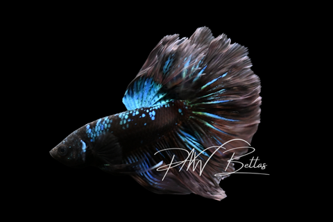 Avatar Halfmoon Male Betta | M5019