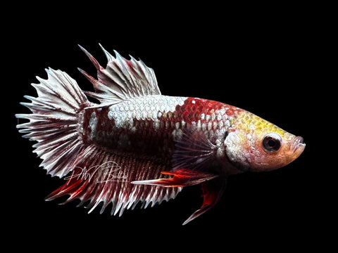 Black Copper CTPK Male Betta | M2716
