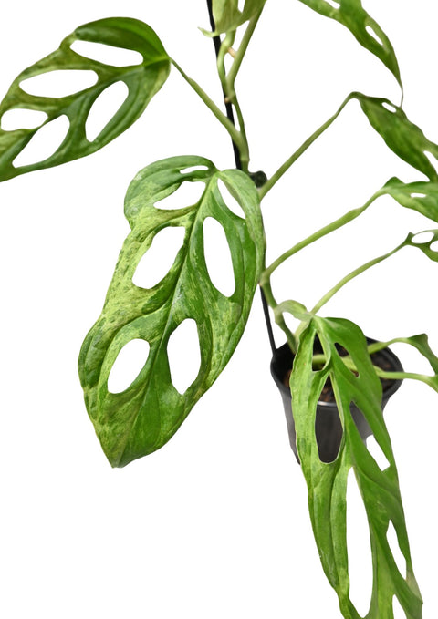 Monstera Adansonii Mint 4” (WYSIWYG)