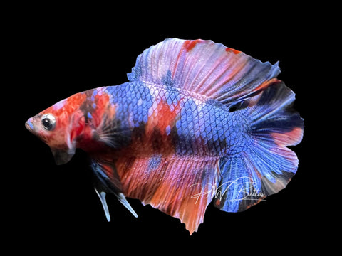 Koi DTPK Male Betta | M2861