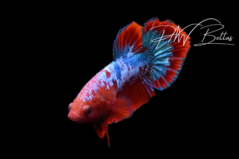 Hellboy HMPK Male Betta | M5121