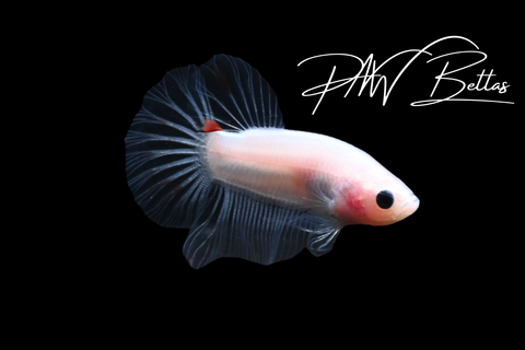 Cellophane HMPK Male Betta | 5164