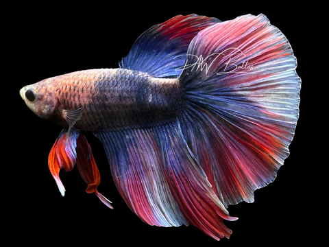 Grizzle Super Delta Male Betta | M3055