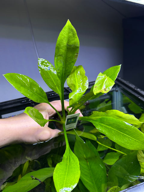 Amazon Sword | Potted