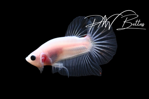 Cellophane HMPK Male Betta | 5164