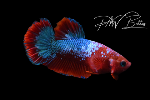 Hellboy HMPK Male Betta | M5121