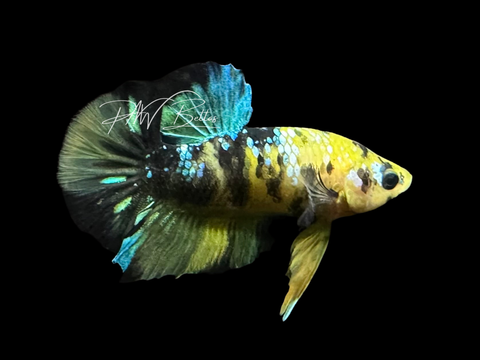 Yellow Koi HMPK Male Betta | M3054