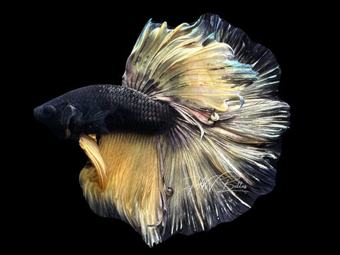 Yellow Copper Halfmoon Male Betta | M3097