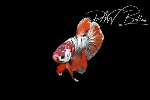 Nemo Copper HMPK Male Betta | 5205