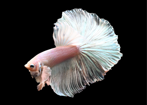 Platinum Dumbo Halfmoon Male Betta | 5212