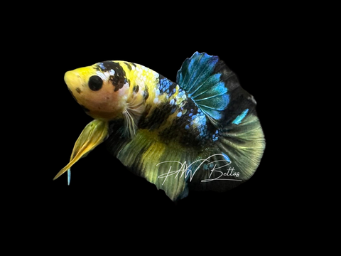 Yellow Koi HMPK Male Betta | M3054