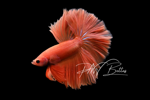 Super Orange Halfmoon Male Betta | M5020